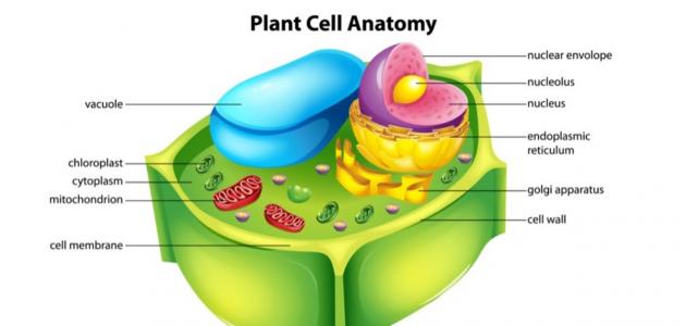 مكونات الخلية النباتية ووظائفها
