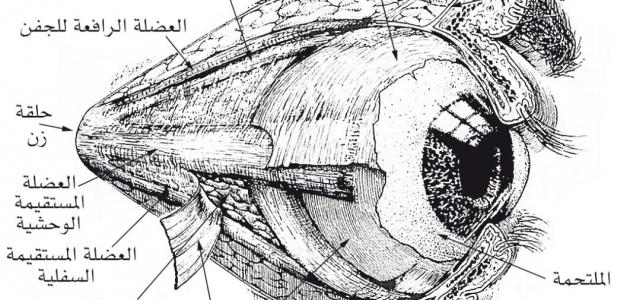 مكونات العين الداخلية والخارجية