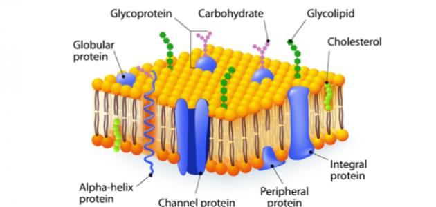 مكونات غشاء الخلية