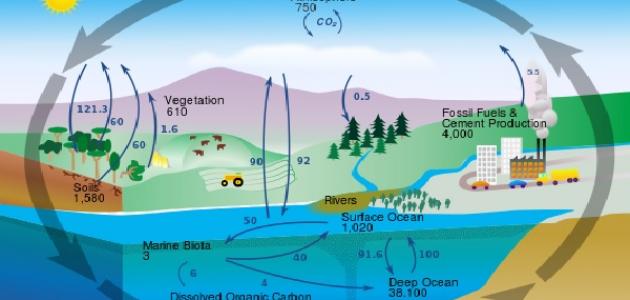 ملخص قصير عن دورة الكربون