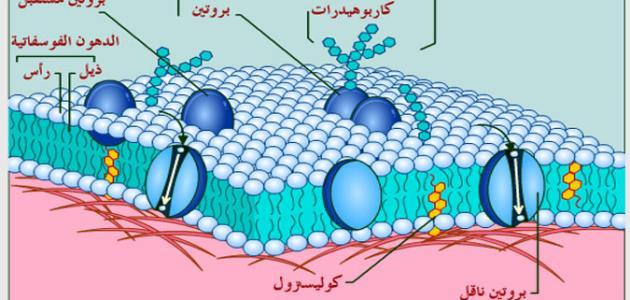 مم يتكون غشاء الخلية