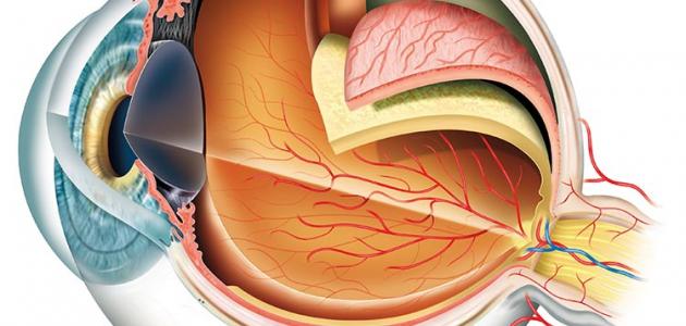 من أول من شرح تركيب العين