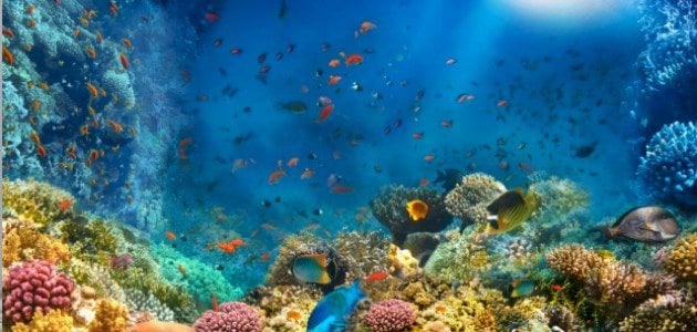 نبذة عن بحر المرجان