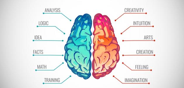 هل تستخدم الجانب الأيمن أم الأيسر من عقلك
