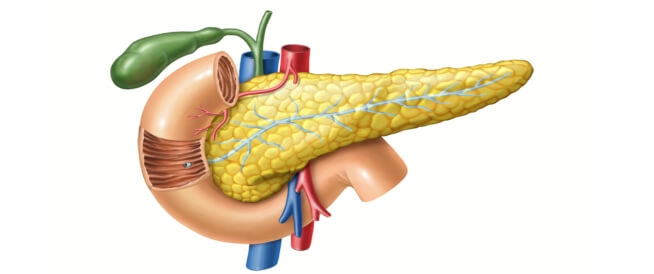 وظائف البنكرياس دليلك الشامل